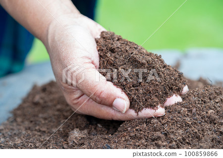 Hand holding peat moss organic matter improve soil for agriculture organic plant growing, ecology concept. 100859866