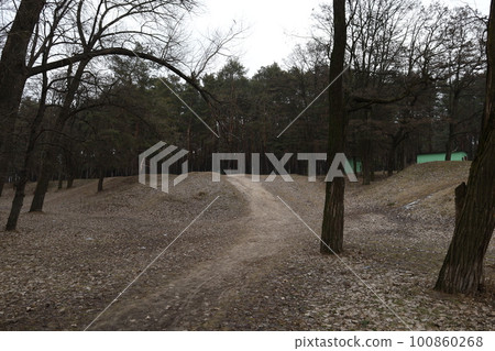 winter pine forest atmosphere, warm winter winter pine forest atmosphere, warm winter 100860268