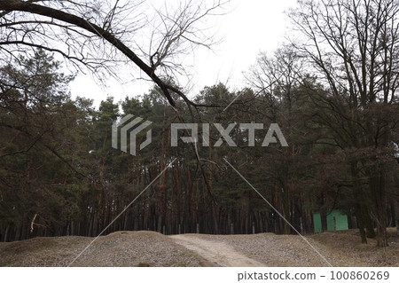 winter pine forest atmosphere, warm winter winter pine forest atmosphere, warm winter 100860269