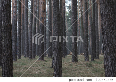 winter pine forest atmosphere, warm winter winter pine forest atmosphere, warm winter 100860276