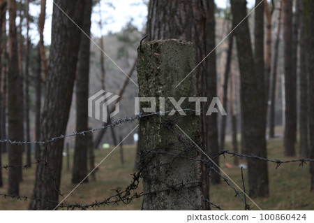 Protected area with barbed wire in a pine forest Protected area with barbed wire in a pine forest 100860424