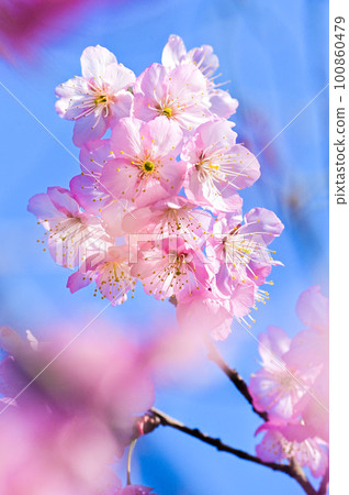 閃耀在藍天中的初見夜櫻 100860479