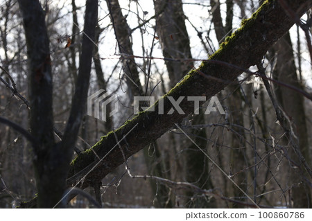 tree, forest, wood 100860786