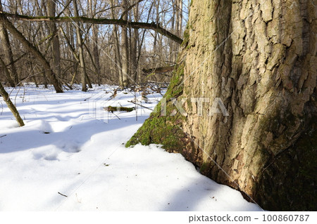 tree, forest, wood 100860787