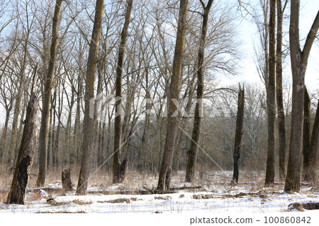 Winter forest atmosphere Winter forest atmosphere 100860842