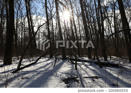 Winter forest atmosphere Winter forest atmosphere 100860850
