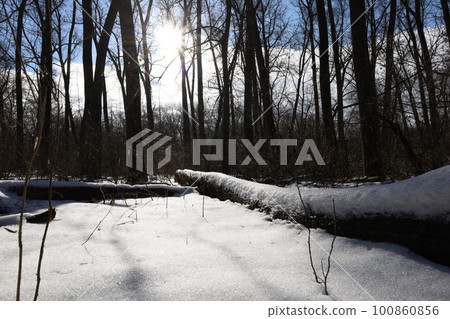 Winter forest atmosphere Winter forest atmosphere 100860856