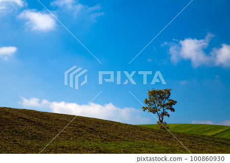 A tree standing on a hill 100860930