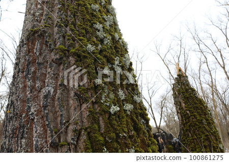 mushroom, tree, large tree 100861275