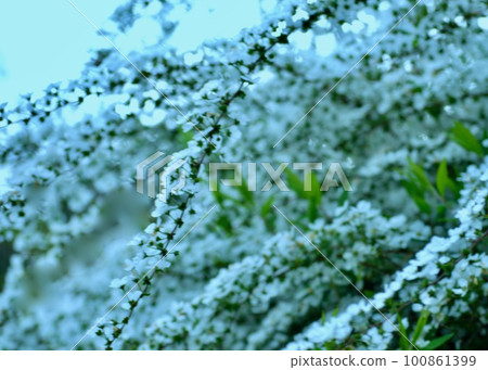 beautiful spring. white outfit. 100861399