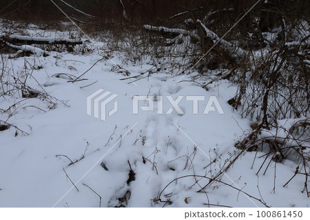 winter forest atmosphere, winter nature winter forest atmosphere, winter nature 100861450