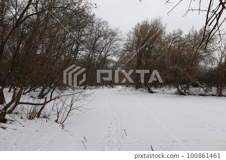 winter forest atmosphere, winter nature 100861461