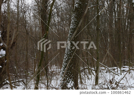 winter forest atmosphere, winter nature 100861462