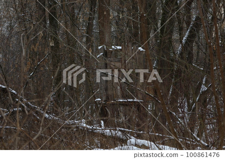 winter forest atmosphere, winter nature winter forest atmosphere, winter nature 100861476