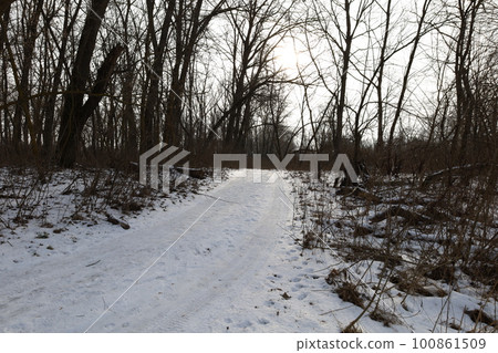 winter forest atmosphere, winter nature winter forest atmosphere, winter nature 100861509