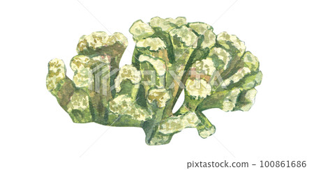 Green underwater coral isolated on a white background. Watercolor illustration of marine plants and polyps. Drawing of tropical corals. Design elements are suitable for postcards, packages, wallpaper. Green underwater coral isolated on a white background. Watercolor illustration of marine plants and polyps. Drawing of tropical corals. Design elements are suitable for postcards, packages, wallpaper. 100861686