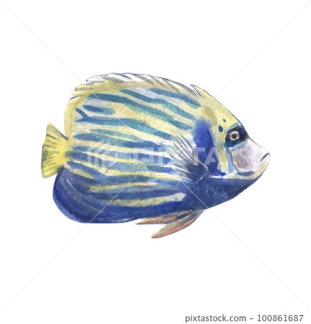 Tropical fish with stripes isolated on a white background. Watercolor illustration. An exotic sea angel. A resident of the barrier reef. A bright aquarium fish. Suitable for postcard, poster, package. Tropical fish with stripes isolated on a white background. Watercolor illustration. An exotic sea angel. A resident of the barrier reef. A bright aquarium fish. Suitable for postcard, poster, package. 100861687