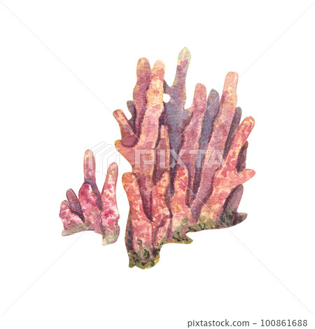 Pink long underwater coral isolated on a white background. Watercolor illustration of marine plants and polyps. Drawing of tropical corals. Design elements are suitable for postcards, packages. 100861688