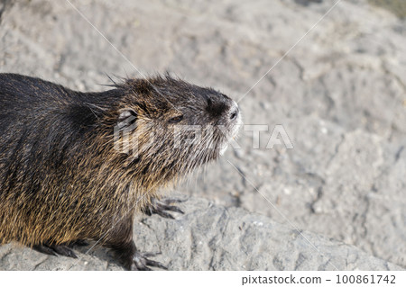 Nutria, close-up view of the side of the snout of the nutria looking to the side standing on a stone. Wild animals, animals in the natural environment. Nutria, close-up view of the side of the snout of the nutria looking to the side standing on a stone. Wild animals, animals in the natural environment. 100861742
