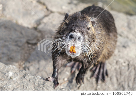 Nutria, a close-up of nutria's snout looking into a camera with orange teeth standing on a rock. Wild animals, animals in the natural environment. Nutria, a close-up of nutria's snout looking into a camera with orange teeth standing on a rock. Wild animals, animals in the natural environment. 100861743