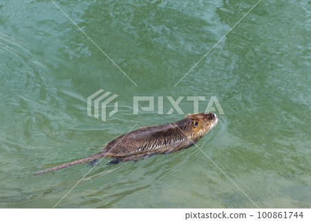 Nutria, the middle plan of a nutria floating on a river, lake or pond on a sunny day. Wild animals, animals in the natural environment. Nutria, the middle plan of a nutria floating on a river, lake or pond on a sunny day. Wild animals, animals in the natural environment. 100861744