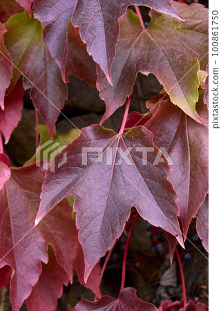 Detail of green and red ivy leaves. 100861750