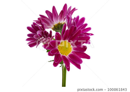 chrysanthemum isolated chrysanthemum isolated 100861843