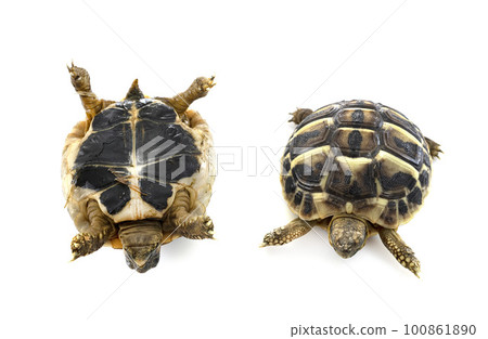 Hermann s tortoise in studio 100861890