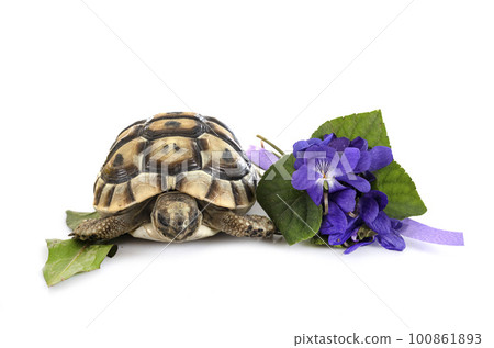 Greek tortoise in studio Greek tortoise in studio 100861893