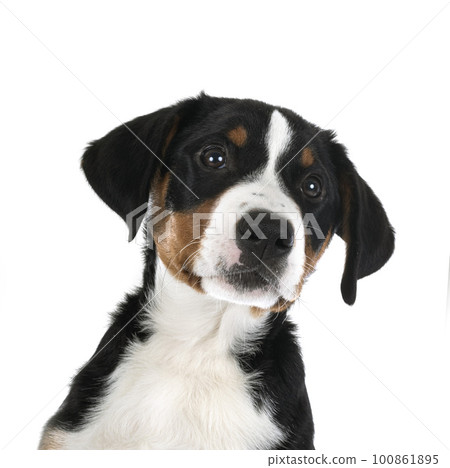 puppy Appenzeller Sennenhund puppy Appenzeller Sennenhund 100861895