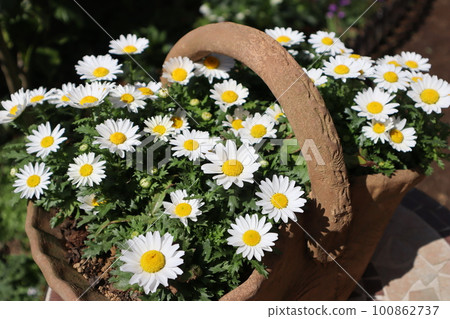 north pole potted plant north pole potted plant 100862737