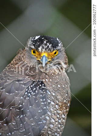 鳳頭蛇鷹受傷和保護 100862777