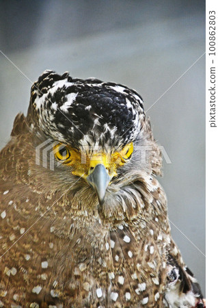 鳳頭蛇鷹受傷和保護 鳳頭蛇鷹受傷和保護 100862803