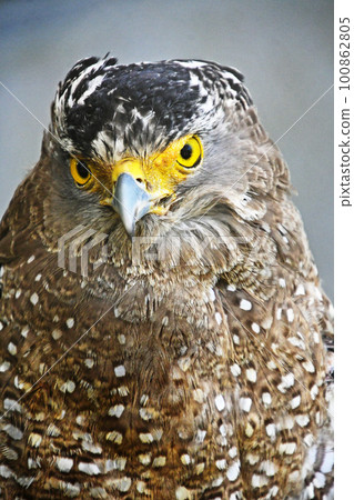 鳳頭蛇鷹受傷和保護 鳳頭蛇鷹受傷和保護 100862805