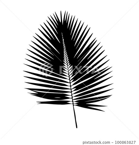 Palm Leaf Silhouette. Vector Illustration Palm Leaf Silhouette. Vector Illustration 100863827