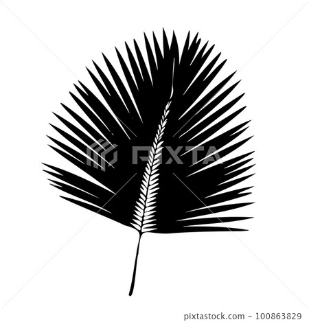 Palm Leaf Silhouette. Vector Illustration Palm Leaf Silhouette. Vector Illustration 100863829