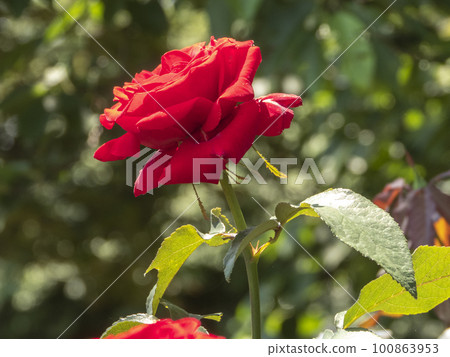 五月在岐阜縣大野町玫瑰公園的玫瑰花 100863953