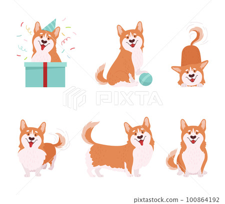 Welsh Corgi with Short Legs and Brown Coat in Different Pose Vector Set 100864192