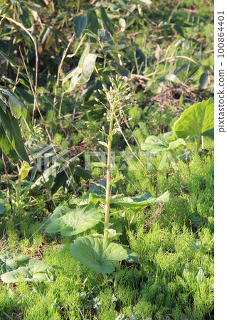 Butterbur (butterbur)/A state just before the flowers that have bloomed in large numbers have withered once and the fluff opens. Butterbur (butterbur)/A state just before the flowers that have bloomed in large numbers have withered once and the fluff opens. 100864401