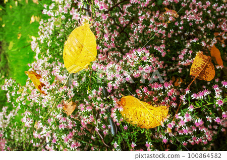 Beautiful sedum im park Monceau  with yellow leaves 100864582