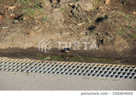 Swallow (Swallow) / Looking into a puddle Swallow (Swallow) / Looking into a puddle 100864668