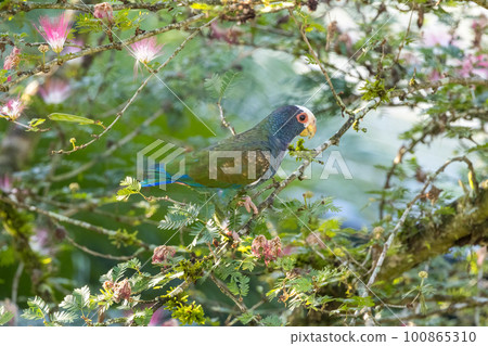 棲息在樹上的墨西哥白長尾小鸚鵡 100865310