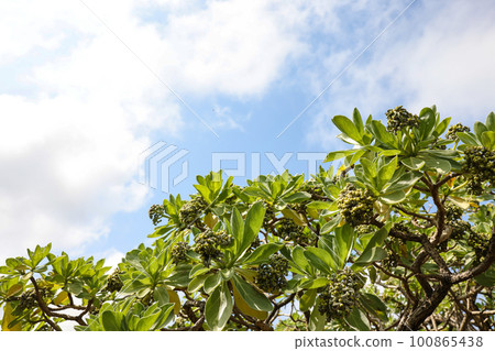 Miyakojima, Okinawa Blue sky and monpanoki 100865438