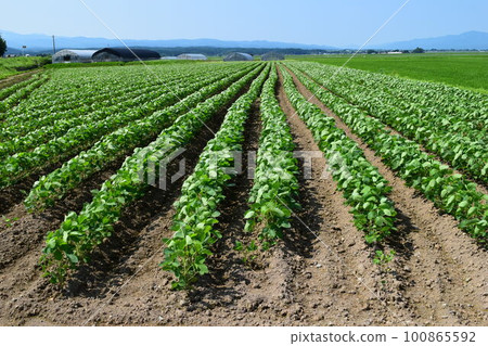 Soybean field Shonai, Yamagata Prefecture 100865592