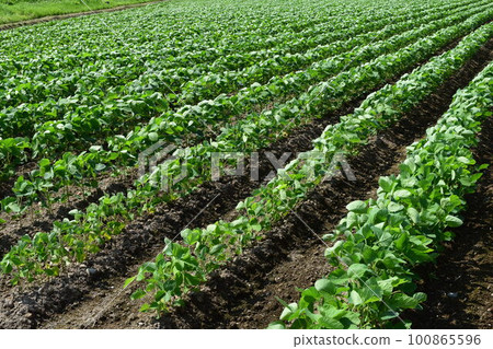 Soybean field Shonai, Yamagata Prefecture 100865596