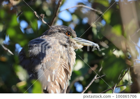 A young night heron perching on a tree A young night heron perching on a tree 100865706
