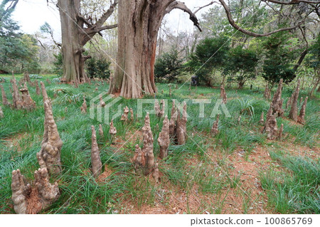 氣生根 氣生根伸出地面 氣生根 氣生根伸出地面 100865769