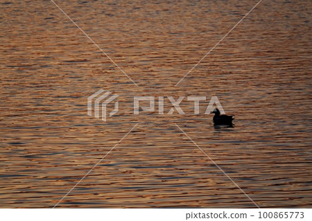 Waterfowl swimming on the surface of the river reflecting the morning sky・Spring・230301am 100865773