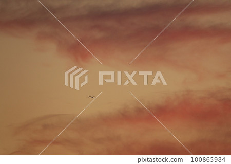 Birds flying in the sky at sunrise・Spring・230301am Birds flying in the sky at sunrise・Spring・230301am 100865984