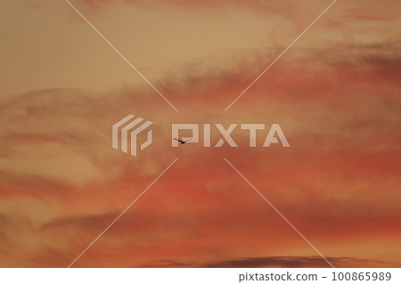 Birds flying in the sky at sunrise・Spring・230301am 100865989